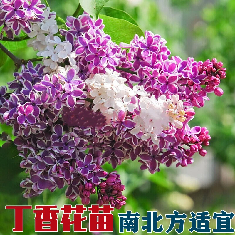 丁香花树苗浓香花苗花卉植物耐寒庭院绿化四季室外别墅紫丁香盆栽
