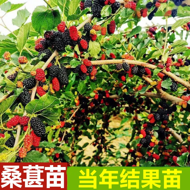 桑葚树苗盆栽地栽南方北方种植当年结果四季食用桑树苗阳台庭院果