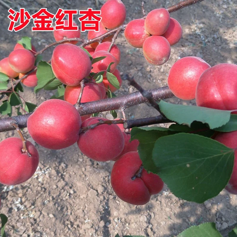 沙金红杏树苗红丰杏苗嫁接果树新品种耐寒特大果南方北方种植晚熟