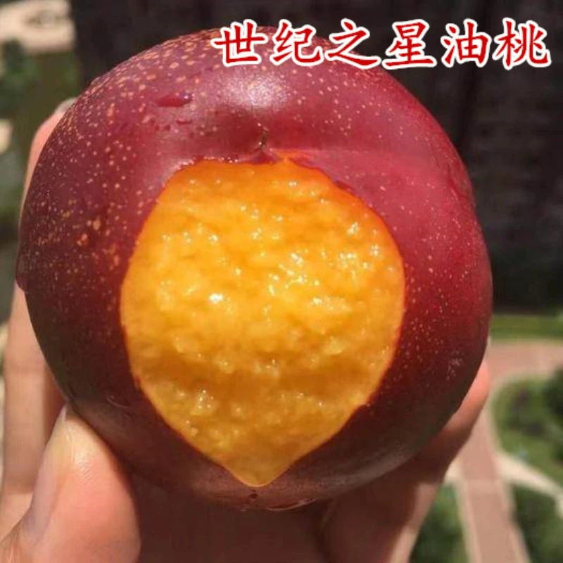 CHUANGSHIJI【世纪之星油桃】苗桃树嫁接苗黄油桃树苗冬桃苗南北方