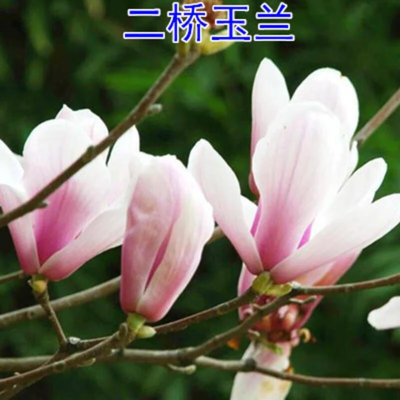 玉兰花苗玉兰树苗玉兰苗白花玉兰盆栽庭院苗木花卉当年开花 二桥