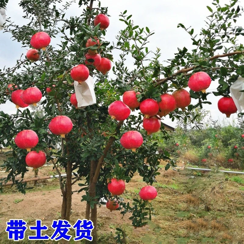 石榴树苗果树苗庭院果树当年结果南方北方种植盆栽地栽当年结果 5