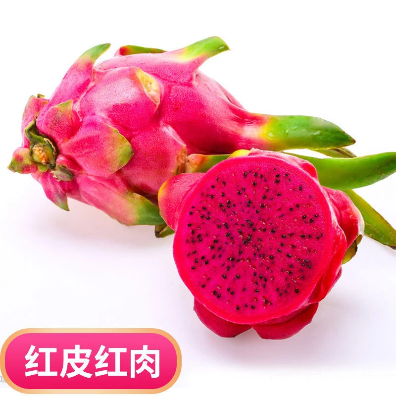 火龙果树苗红心红肉无刺黄龙火龙果苗树批发果树特大盆栽四季结果