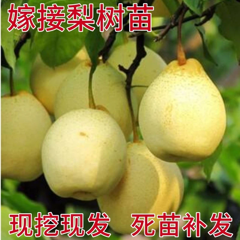 梨树果苗嫁接苗沙梨秋月梨翠冠梨树果苗活苗南北方种植盆栽地栽苗