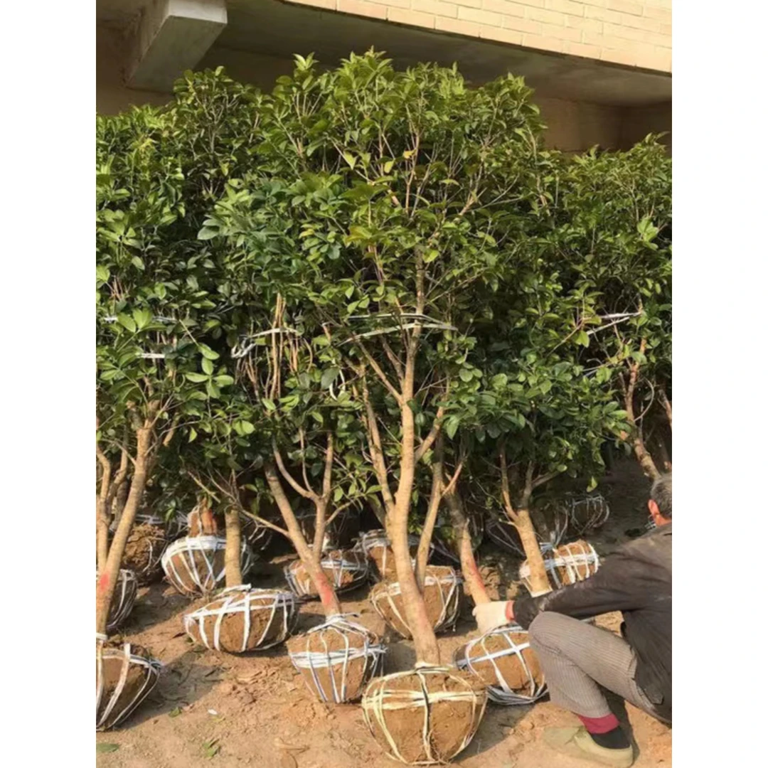 原生四季桂花树苗丹桂浓香型桂花大树苗四季常青地栽耐寒庭院树苗