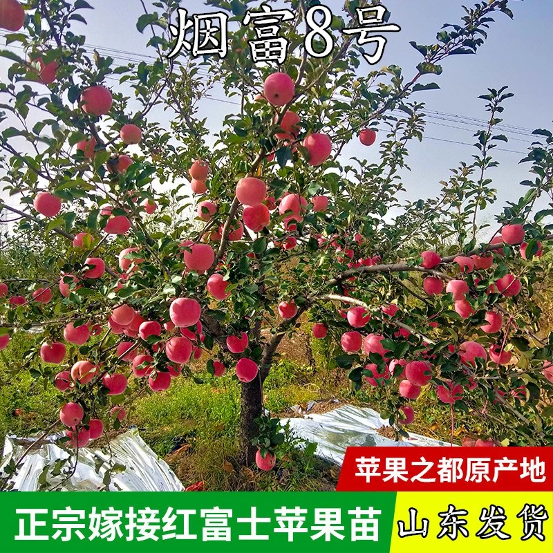 烟富8号苹果树苗矮化钻木嫁接南方北方庭院盆栽地