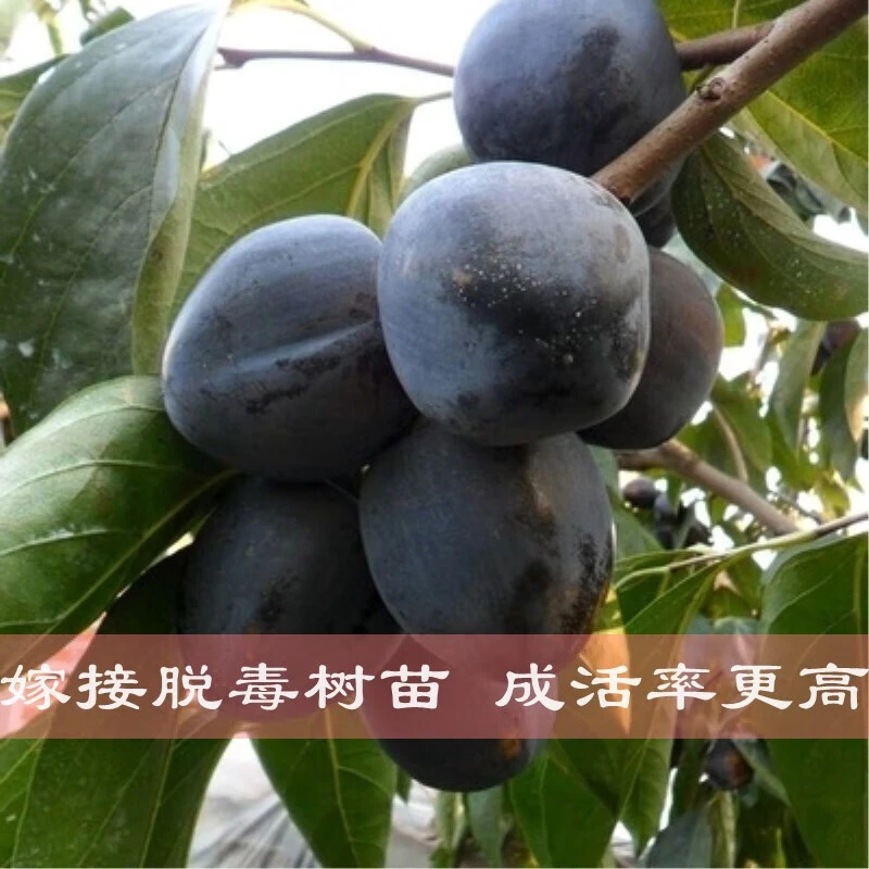 新品嫁接甜脆黑柿子树苗当年结果南方北方种植盆地栽阳台庭院果树