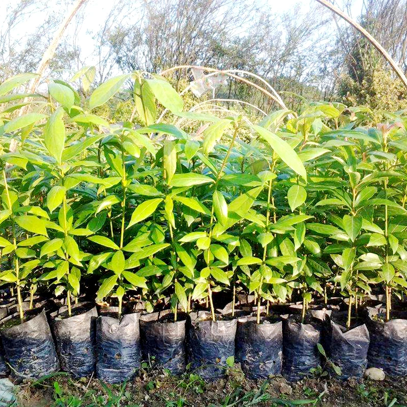 芗苒正宗名贵珍稀树种小叶桢楠金丝楠木树苗地栽盆栽 高度50-70