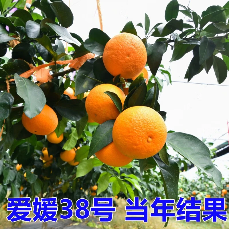 爱媛38号树苗果冻橙苗象山红美人柑桔树苗橘子树大树苗南方北方种
