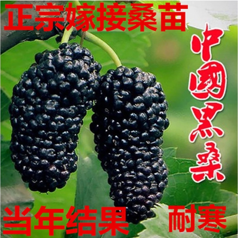 桑葚果树苗四季长果桑苗台湾长果桑桑树苗桑葚苗黑庭院南方种北方