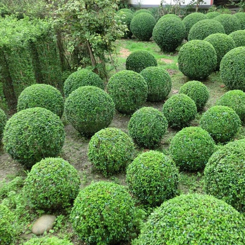小叶女贞树苗球盆景造型树绿化苗庭院别墅小区四季常青绿篱工程苗
