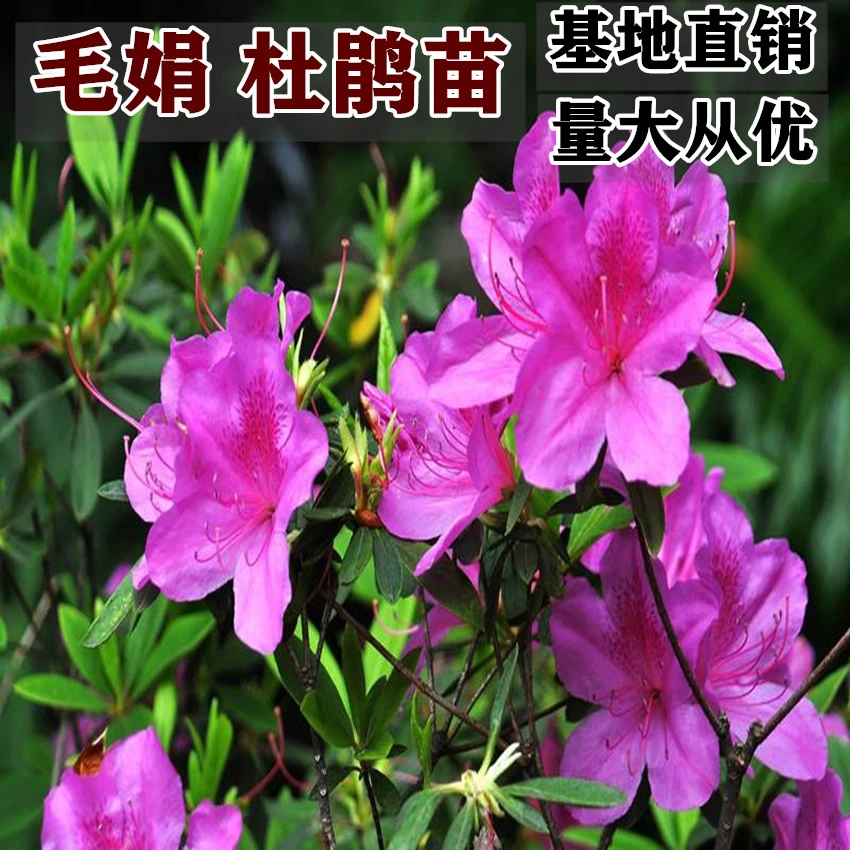 毛娟小苗杜鹃大苗映山红杜鹃春娟紫娟花苗毛娟球工程绿化花卉盆栽