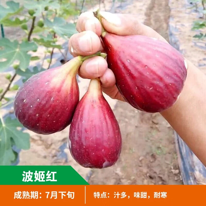 芗苒无花果树果苗盆栽地栽四季特大波姬红当年结果南方北方庭院种