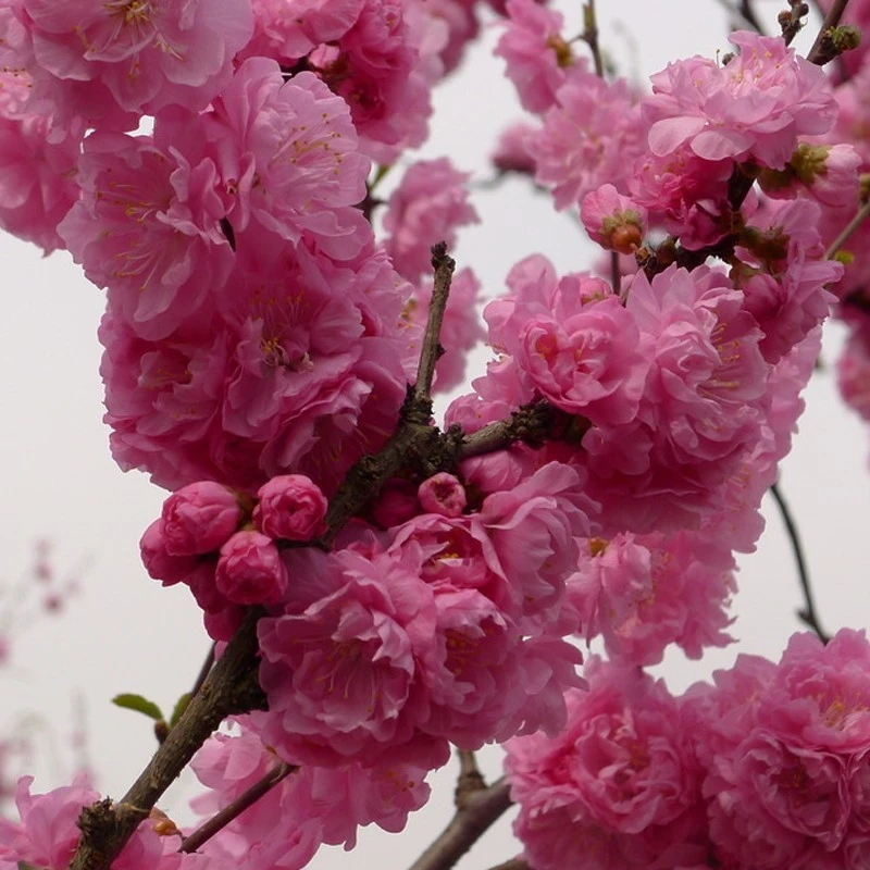 樱花苗 樱花树苗 工程绿化苗木 庭院景观树 日本樱花 嫁接早樱晚