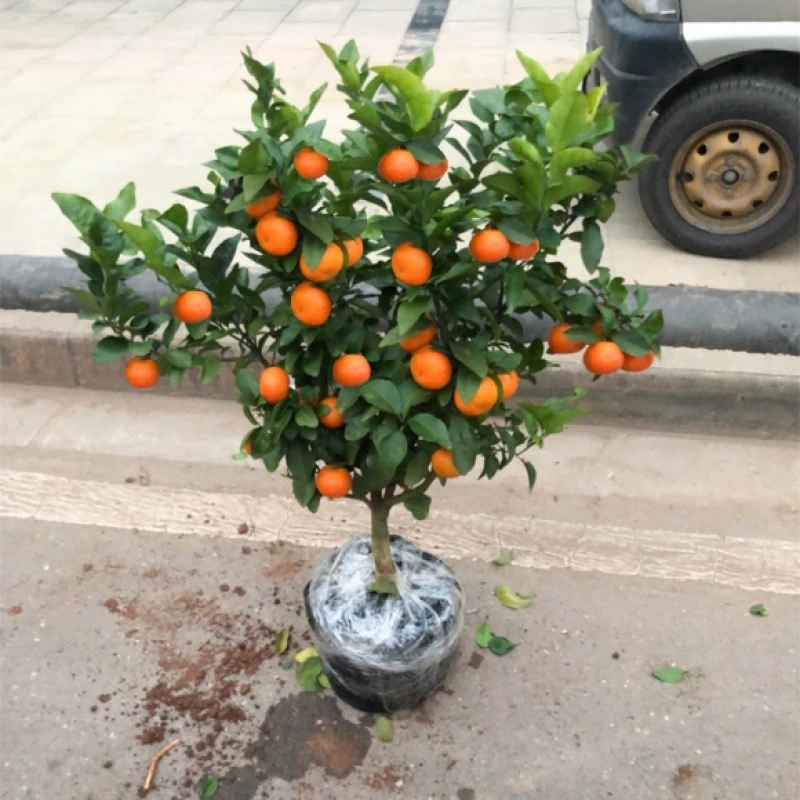 CHUANGSHIJI沙糖桔树苗地栽盆栽南方北方种植橘子树苗柑桔果树果