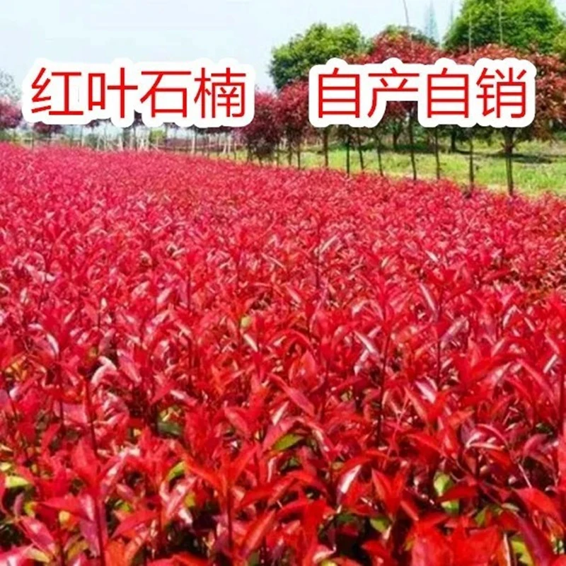 红叶石楠树苗小苗红罗宾火焰红四季常青绿篱花园庭院工程绿化苗木