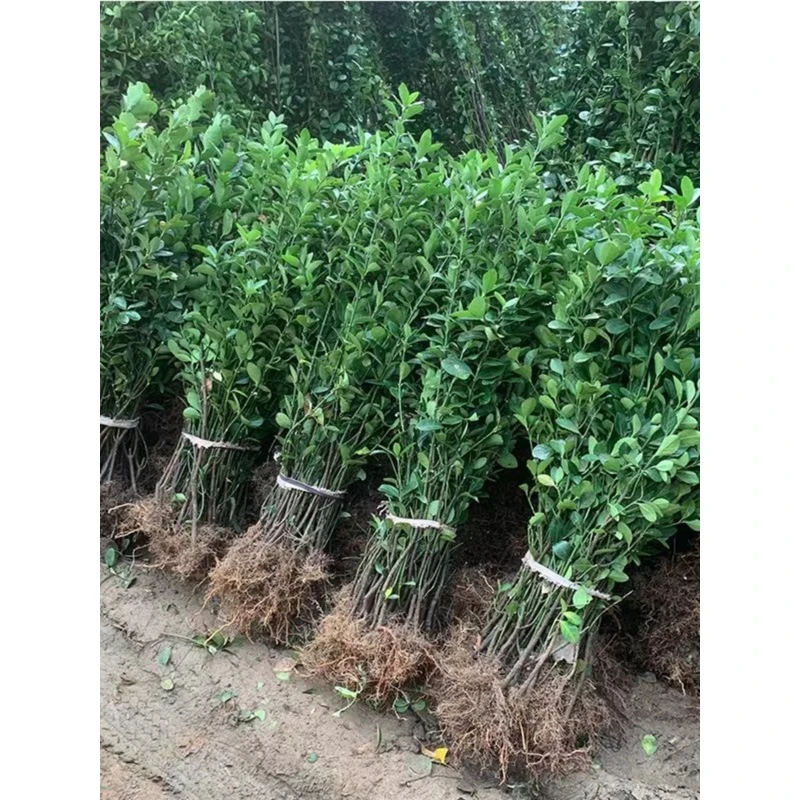 冬青树苗室外绿化植物围墙篱笆苗风景大叶北海道树苗耐寒四季常青