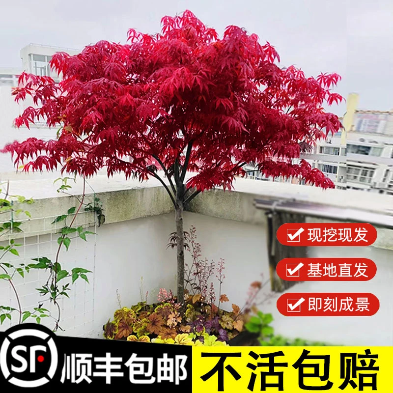 红枫树苗中国三季红日本红枫红舞姬庭院别墅四季红盆栽地栽红枫树
