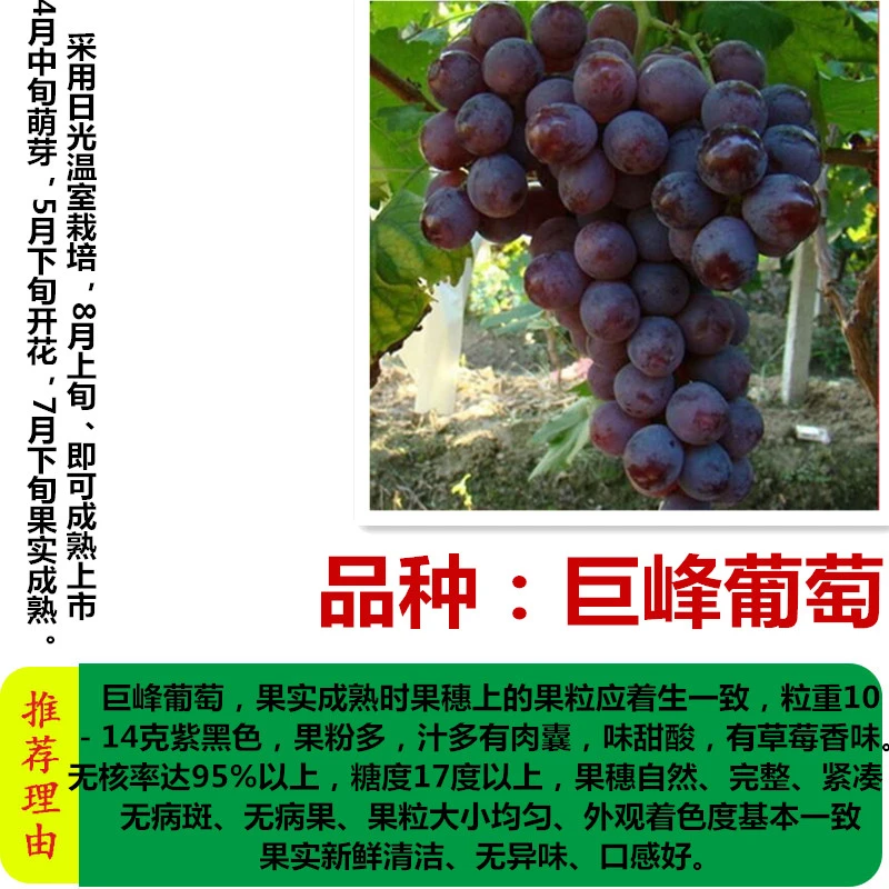 CHUANGSHIJI蓝宝石葡萄苗果树北方南方种植庭院爬藤地栽盆栽葡萄