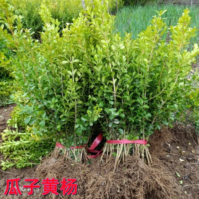 黄杨苗树苗黄杨球小叶黄杨瓜子黄杨小苗四季常青耐阴常绿庭院绿篱