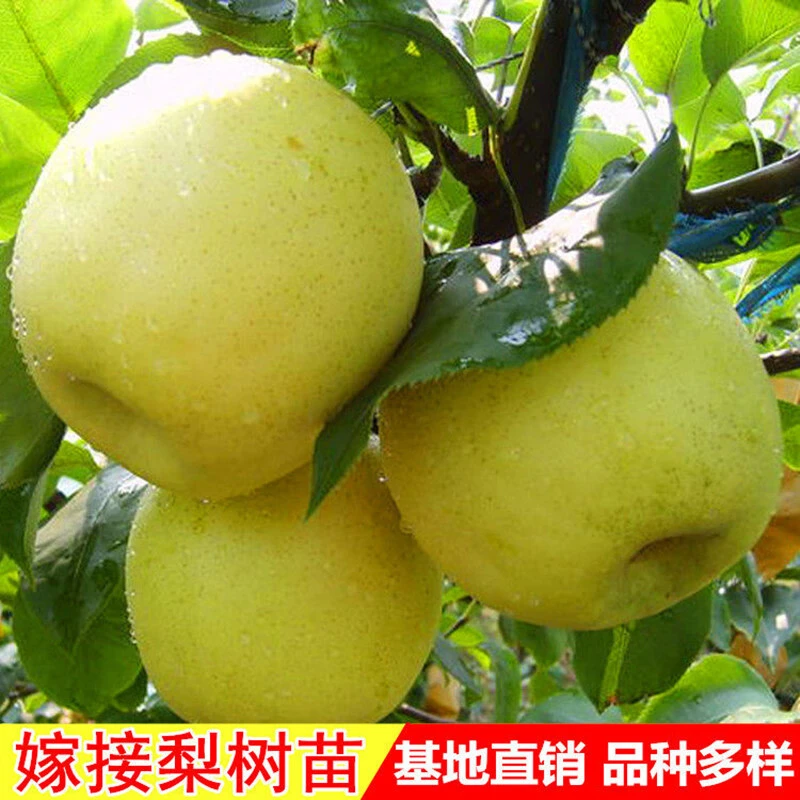 梨树果苗嫁接苗翠冠梨树丰水梨子树苖南方北方盆栽地栽当年结果梨