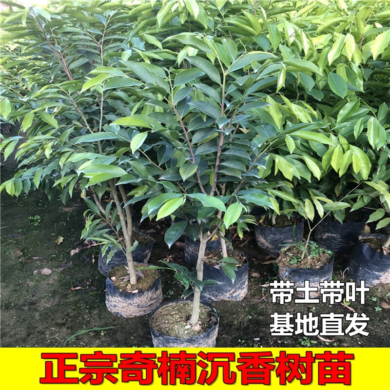 奇楠沉香树苗正宗越南奇楠沉香木苗实生苗绿化树苗名贵树苗地