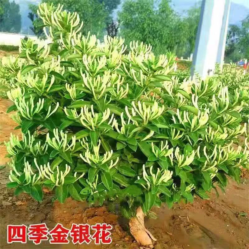 金银花树苗盆栽地栽爬藤阳台庭院耐寒绿化风景植物绿植花卉老桩苗