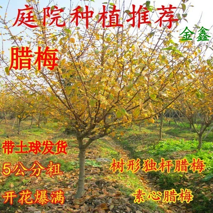 腊梅红梅树苗庭院种植绿化冬季开花浓香型素心腊梅花室内原生阳台