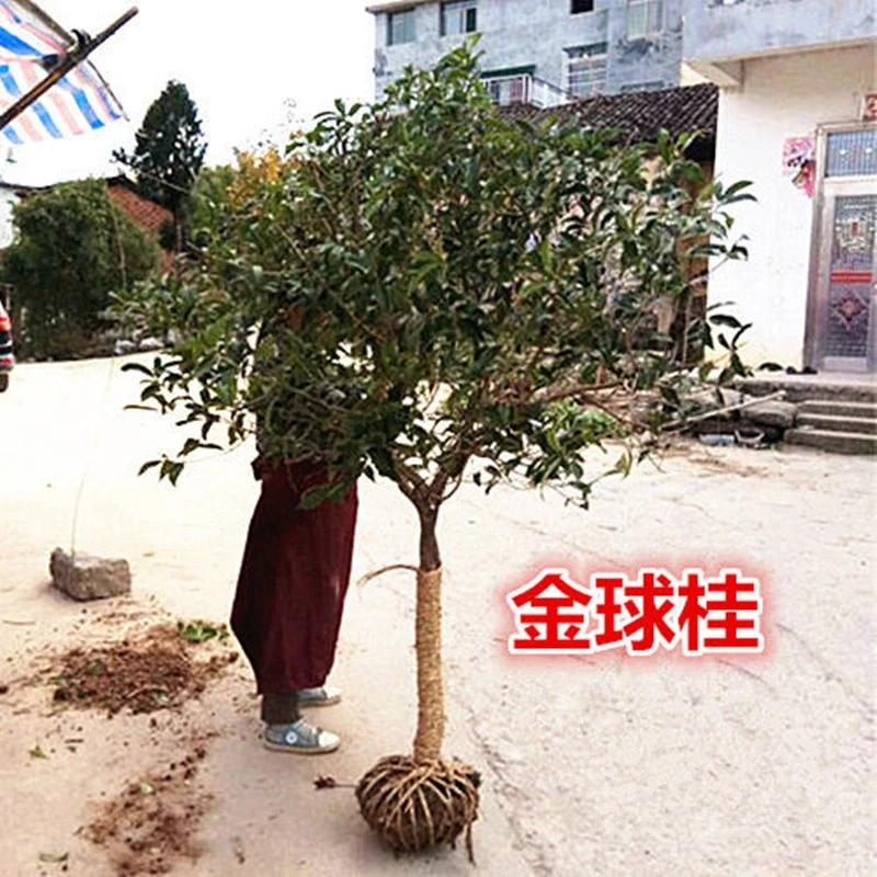 金球桂白花银桂桂花树苗桂花大树庭院盆栽地栽四季常青耐寒绿植物