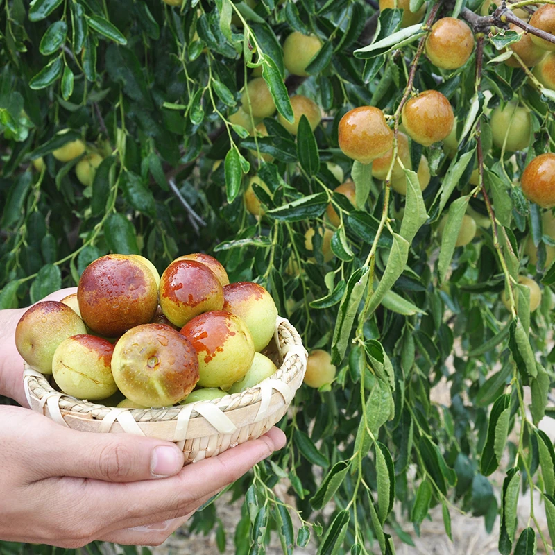 芗苒枣苗树苗早脆王特大当年结果嫁接苗冬枣地栽枣树活苗果树苗水
