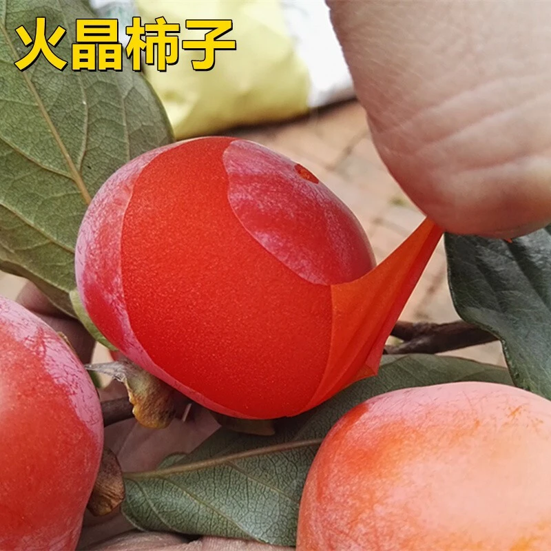 柿子树苗嫁接脆柿子苗当年结果火晶磨盘柿子南方北方种植果树苗无