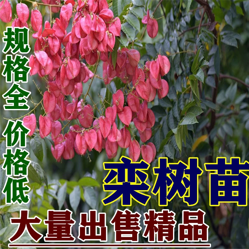 栾树树苗黄山栾北京栾园林工程庭院风景物行道树绿化苗木占地拆迁