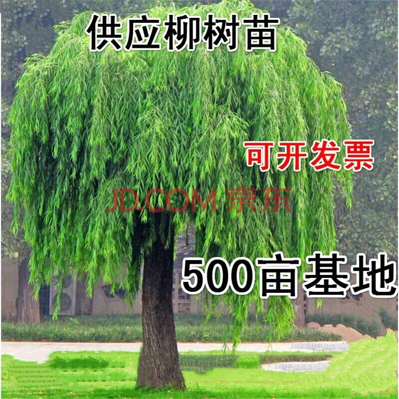 黄金柳金丝垂柳小苗柳树枝条垂杨柳树苗垂柳树苗行道苗木 垂柳2公