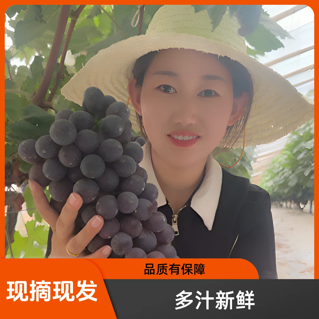 夏黑葡萄.酸甜可口.产地现摘现发.应季采摘天然饱满发货多汁新鲜
