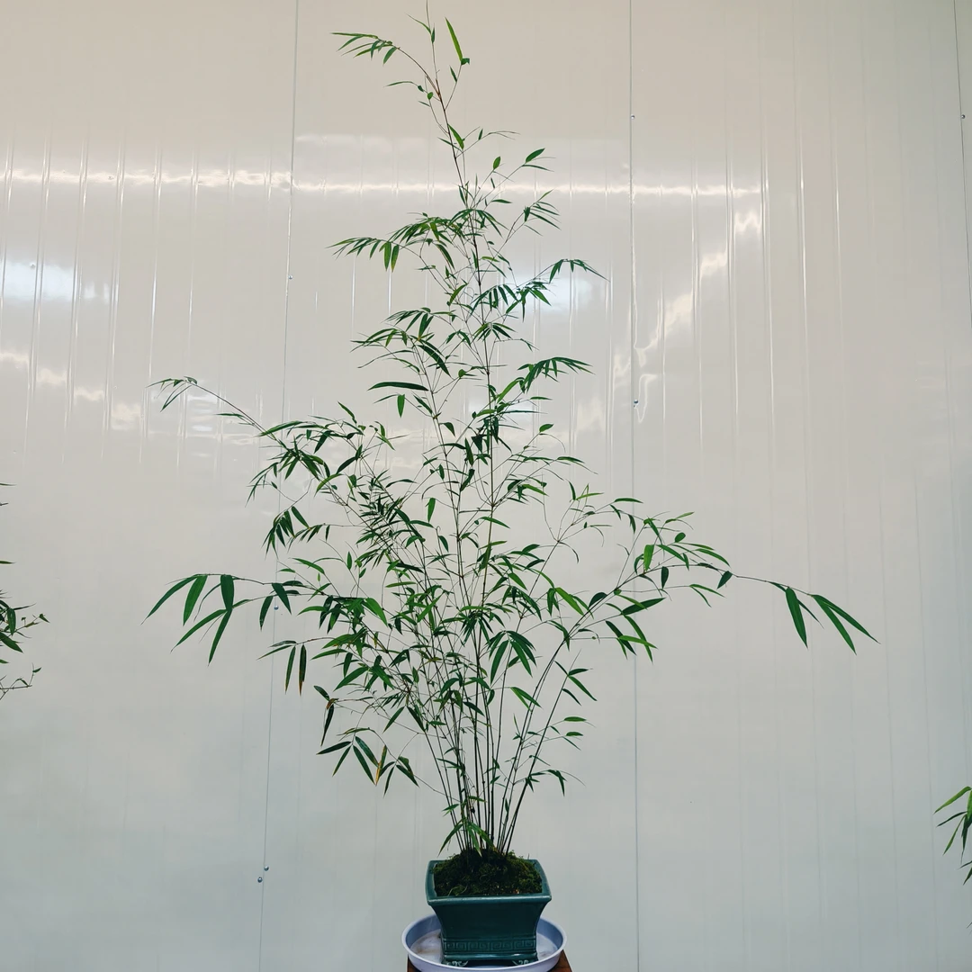 内门竹（一物一拍，实物以直播间为准）