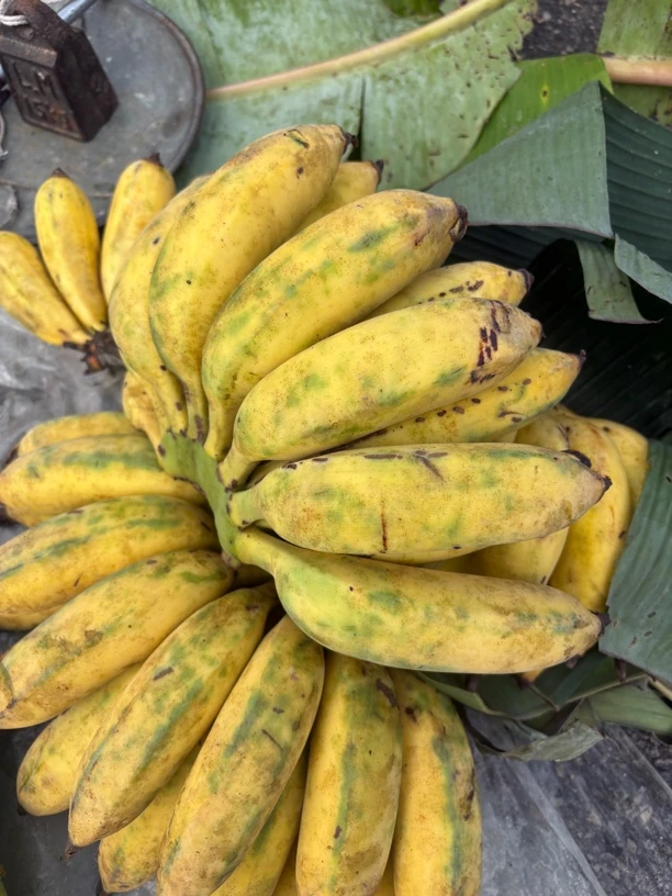 云南腾冲老品种芭蕉果发绿的放黄在吃