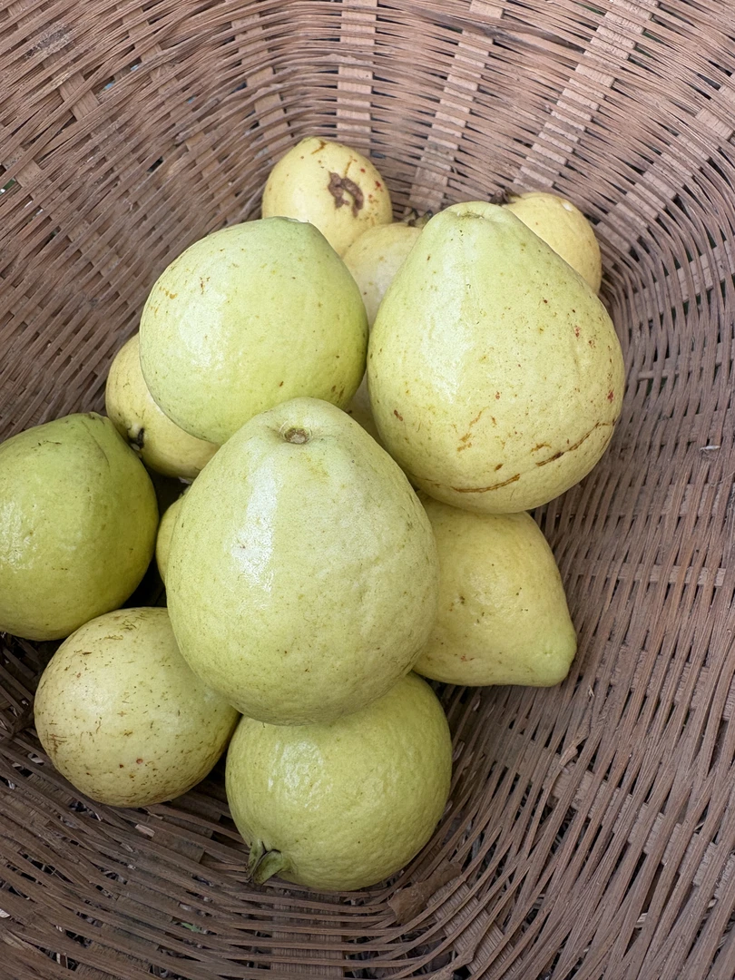 云南腾冲新鲜老缅桃马里嘎野生芭乐老品种番石榴