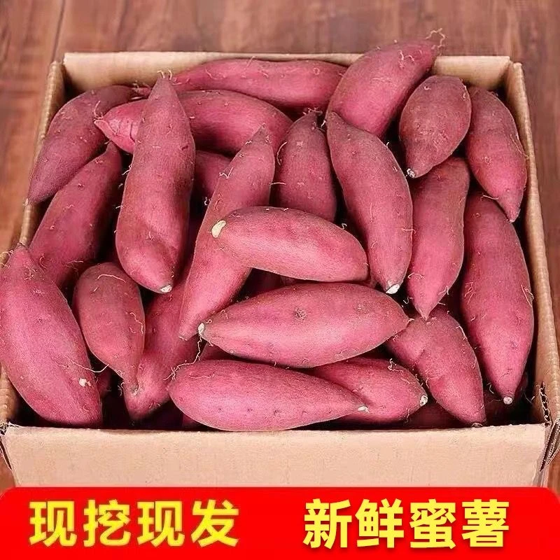 云南高原新鲜香薯净重5斤装现挖现发