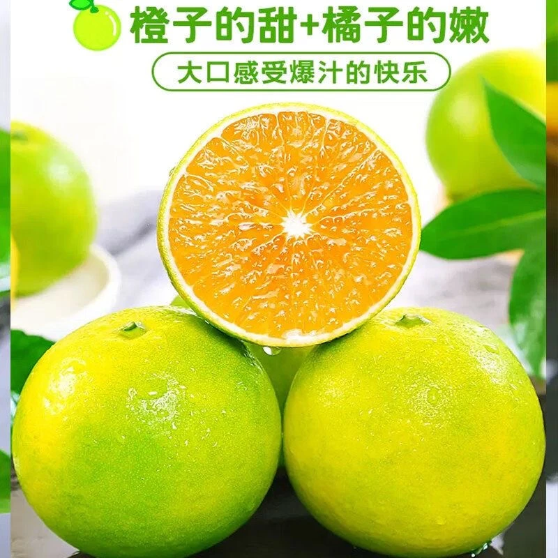 X云南玉溪哀牢山绿皮冰糖橙中果带箱5斤装新鲜采摘发货