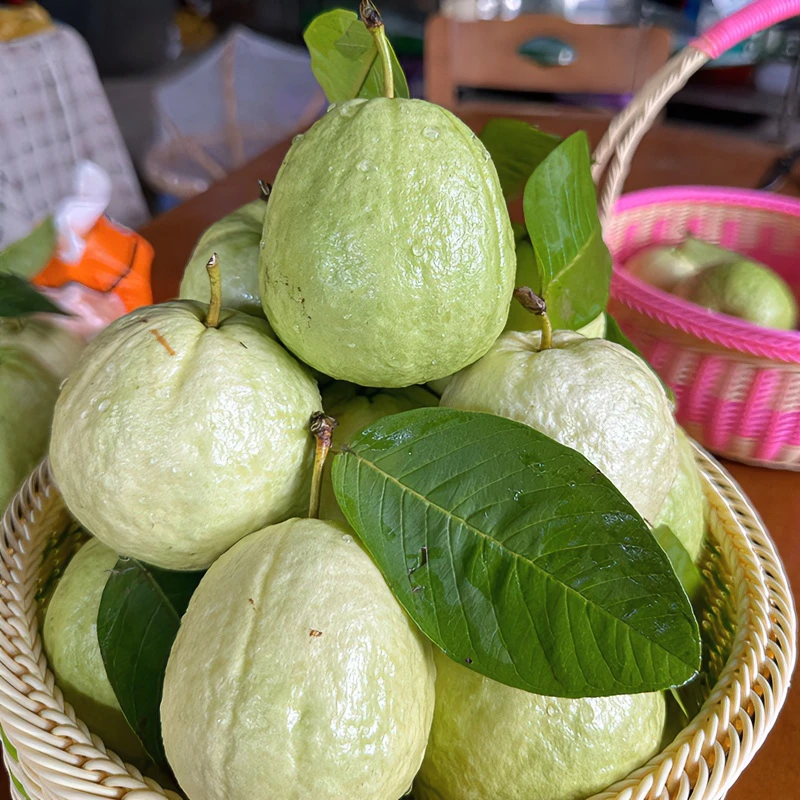 《张妈妈》新鲜现摘现发中大果番石榴应季水果清甜脆爽多汁6斤/10斤