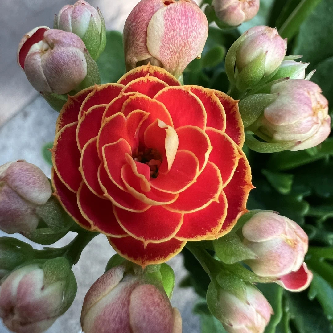 长寿花园～【金狐狸】90杯