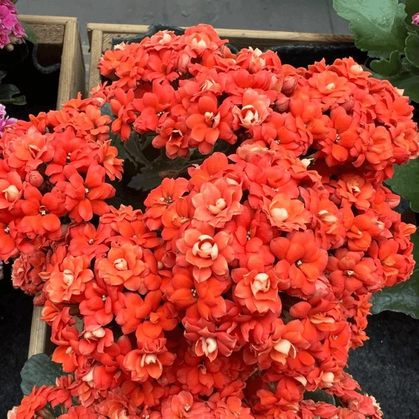 长寿花园～【赛欧】110盆