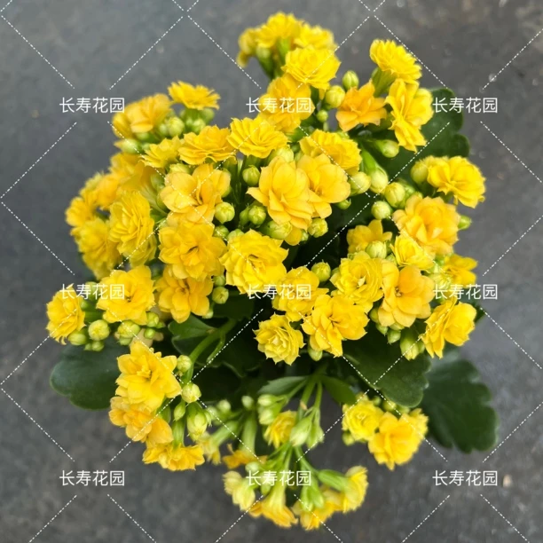 长寿花园～【林德赛】110盆