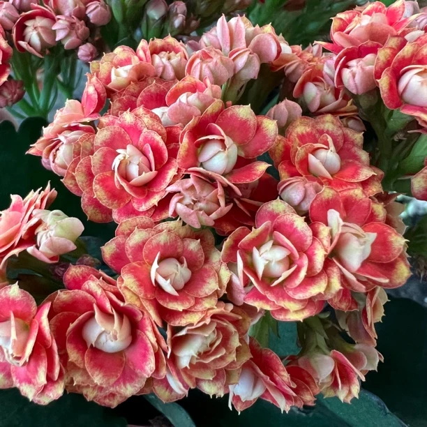 长寿花园～【霓虹】