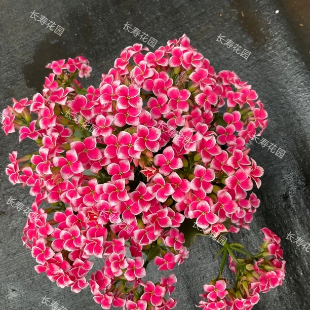 长寿花园～【粉岩丁】一盆两颗