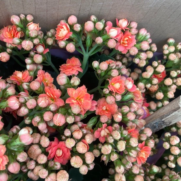 长寿花园～【橙心】