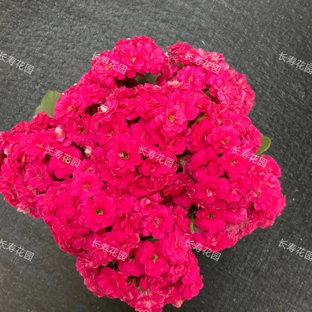 长寿花园～【雷奥】