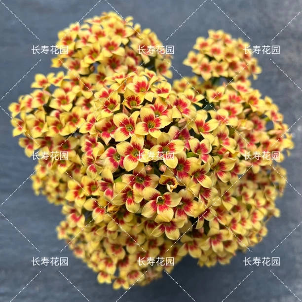 长寿花园～【雷米】130大盆