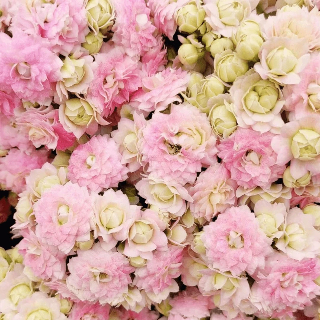 长寿花园～【钻石】120盆