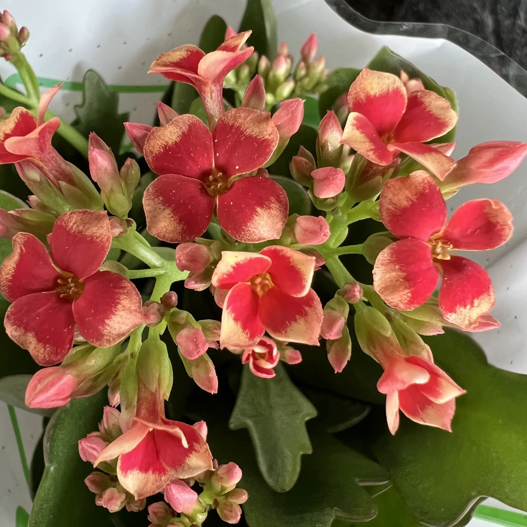 长寿花园～【平安夜】